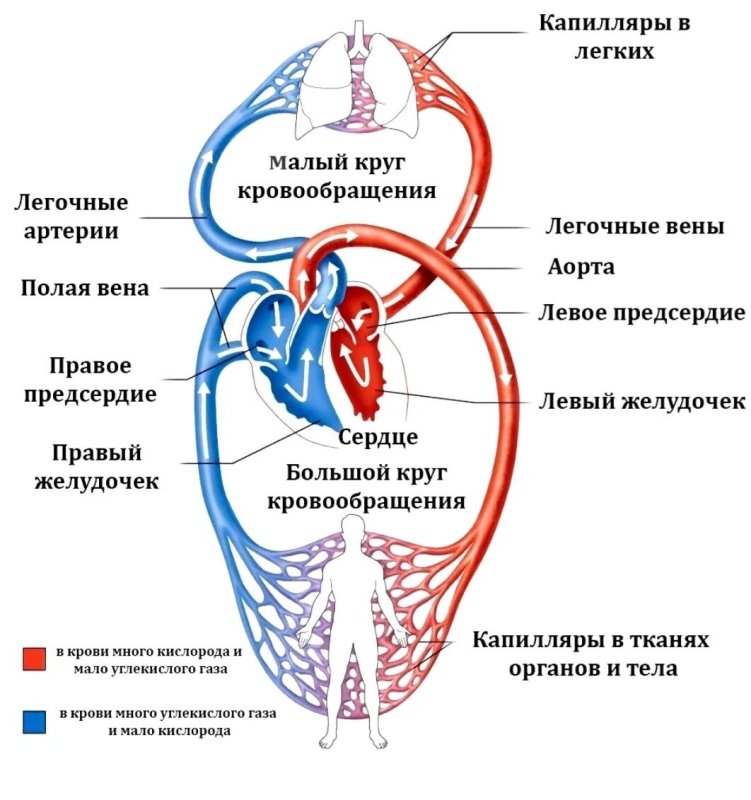 Круги кровообращения
