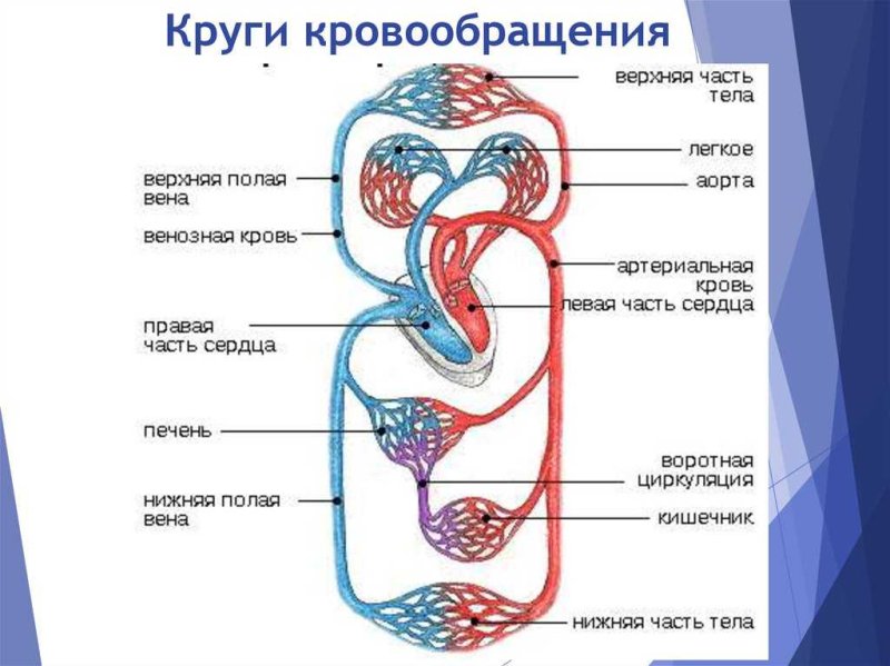 Круги кровообращения человека 8 класс биология
