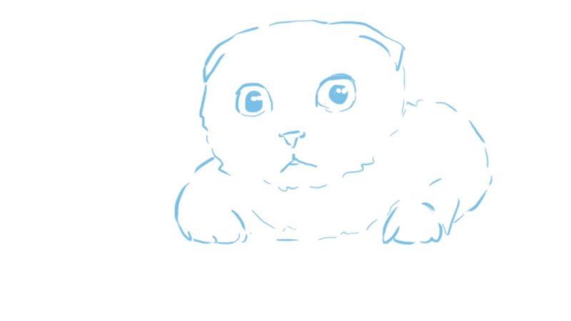 Шотландская вислоухая кошка