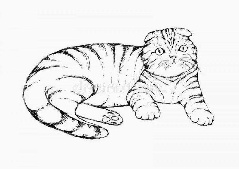 Шотландская вислоухая кошка сбоку