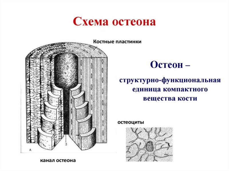 Зарисуйте схему остеона