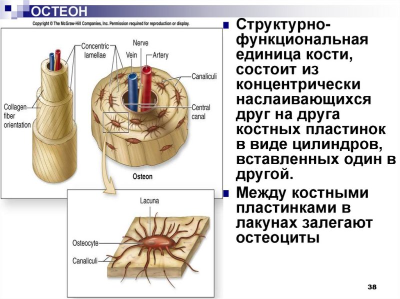 Строение остеона костная ткань