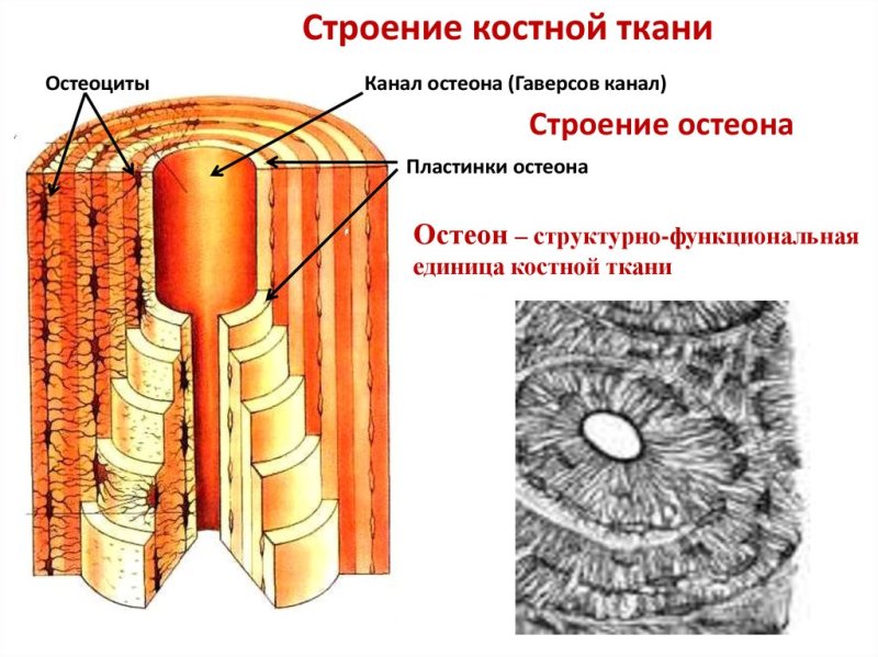 Строение остеона анатомия