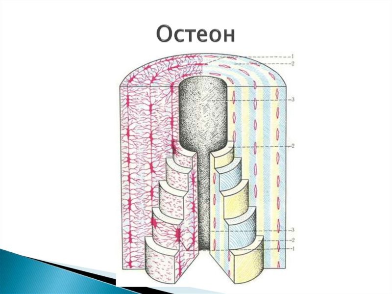 Схема строения остеона анатомия