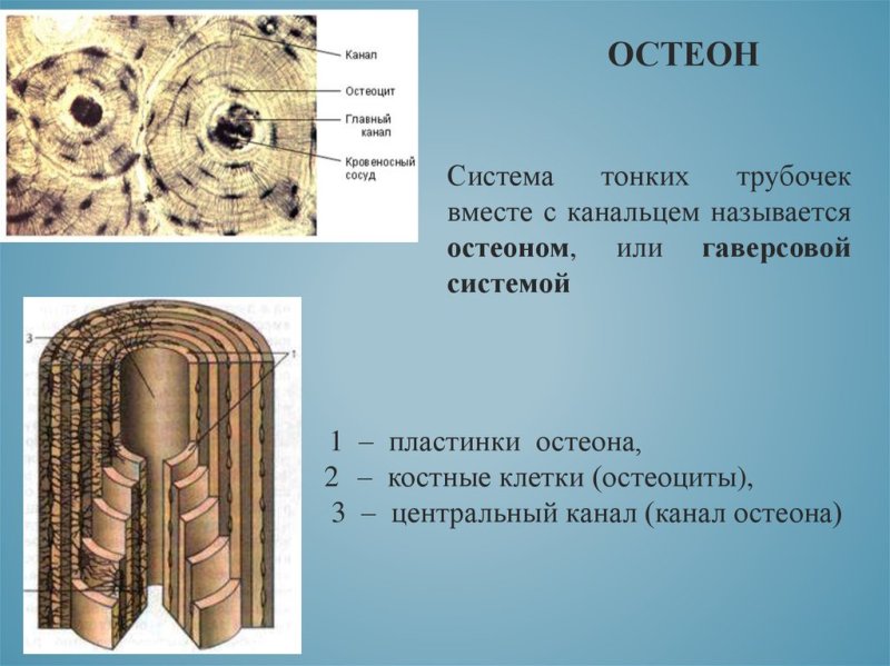 Строение кости гаверсова система