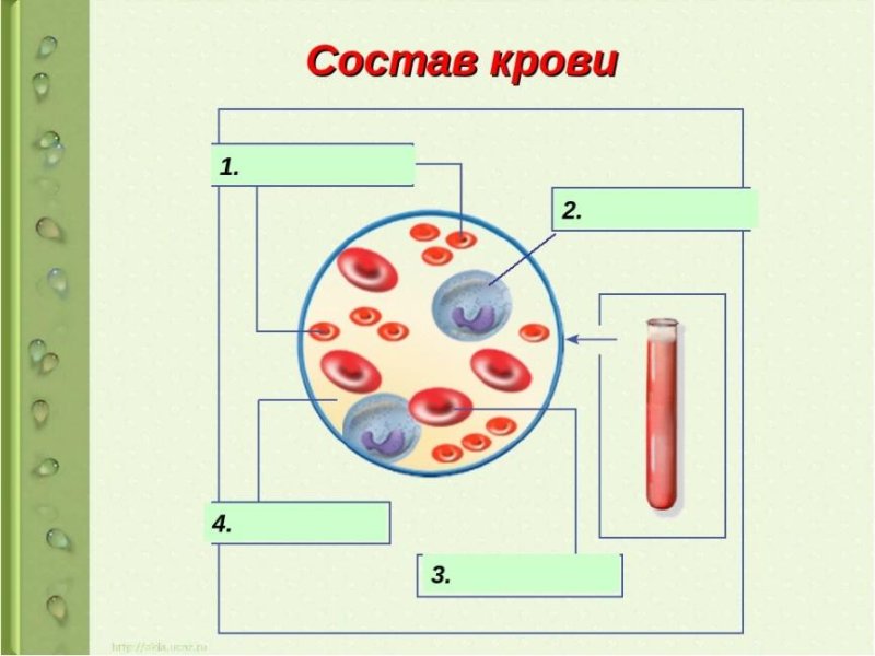 состав крови 8 класс биология