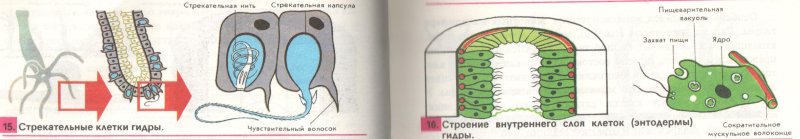 Эпителиально мускульные клетки эктодермы строение