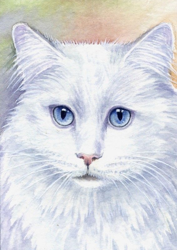 Белый кот акварелью