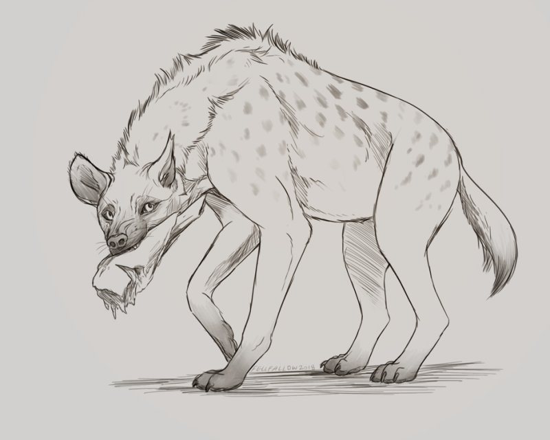 Анатомия гиены референс