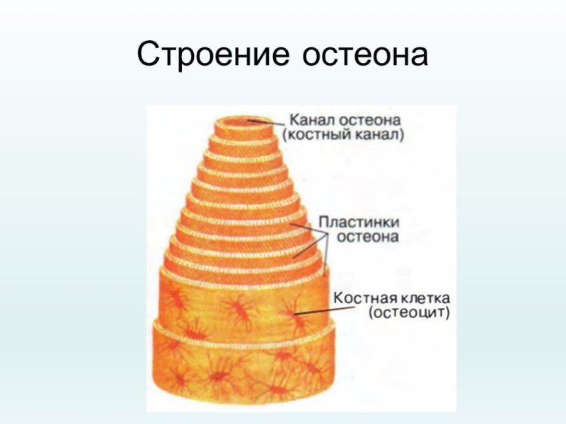 Костные пластинки остеона