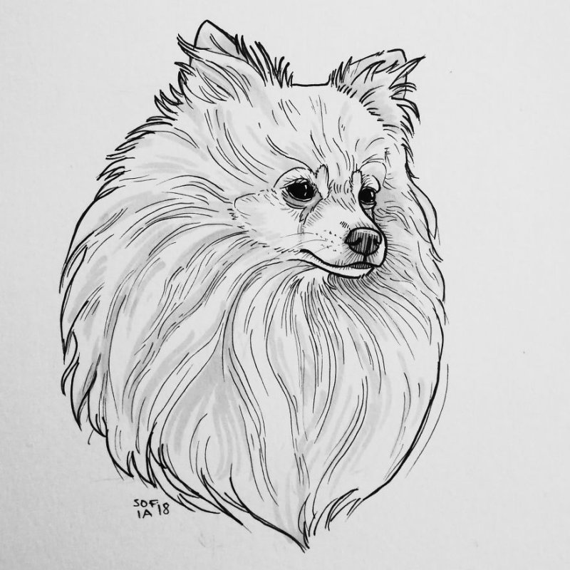 разукрашка померанский шпиц