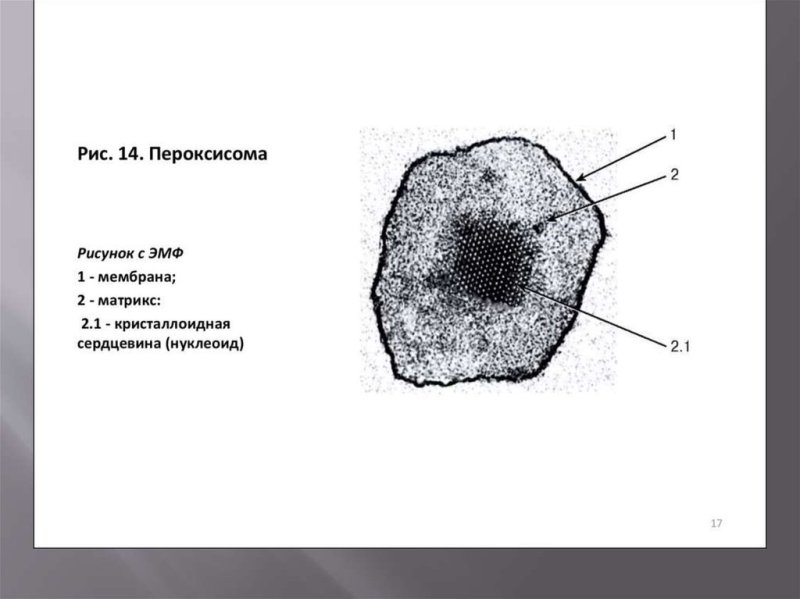 Строение клетки пероксисомы