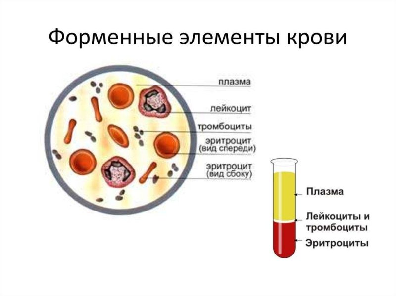 форменный элемент строение функции эритроциты лейкоциты тромбоциты
