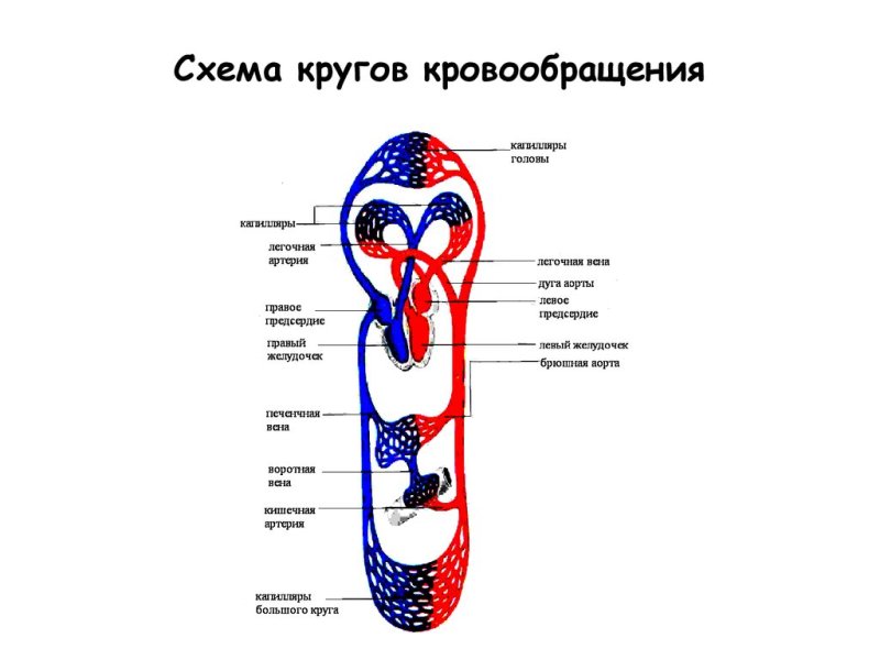 Схема большого и малого круга кровообращения