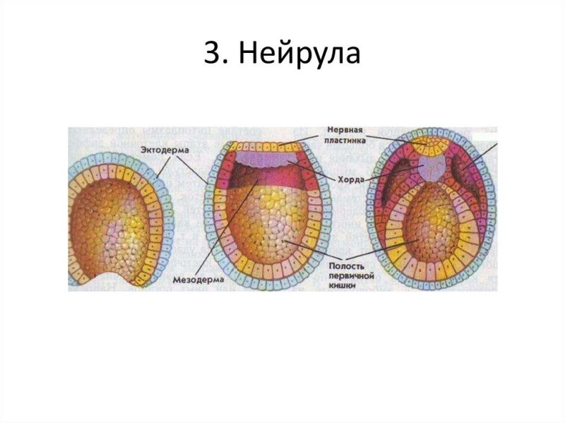 Стадия нейрулы