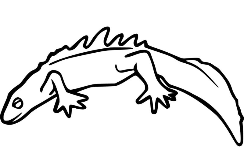 Тритон раскраска для детей