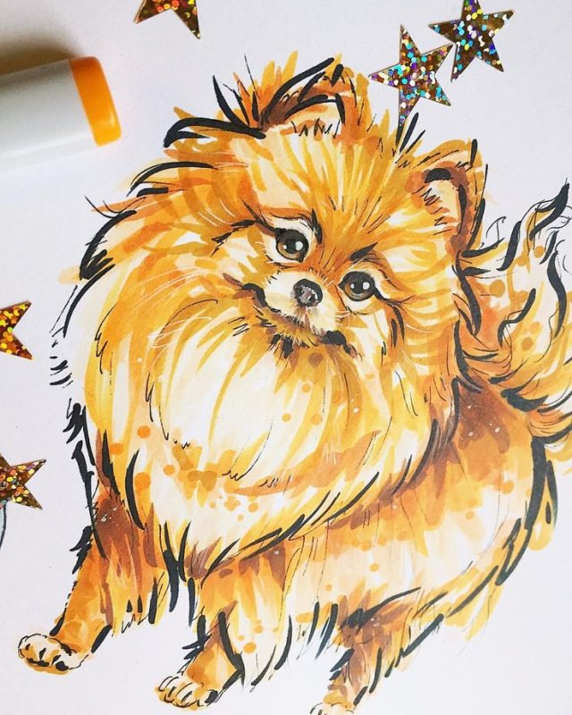 скетчинг шпиц