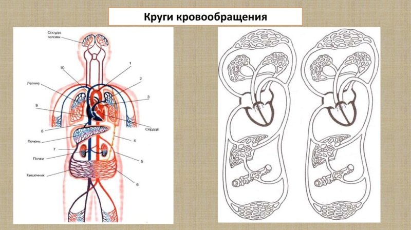 Малый круг кровообращения схема