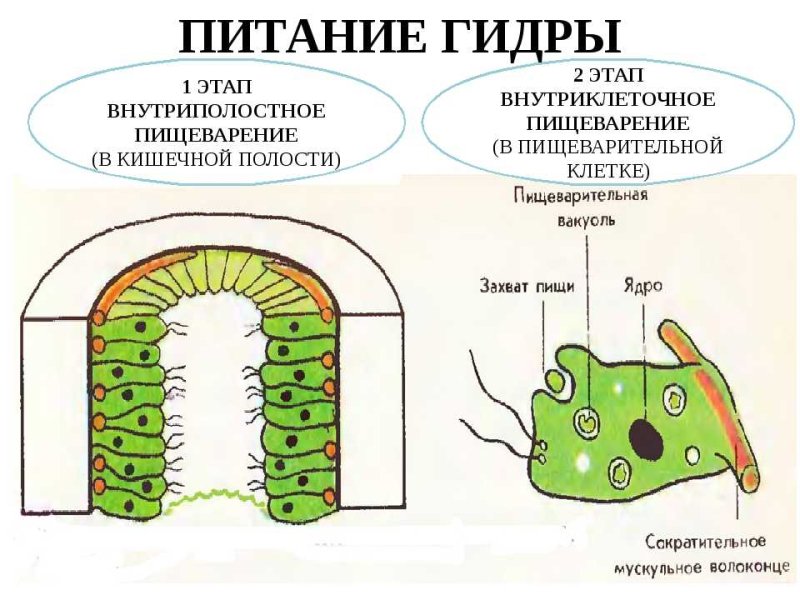 Пресноводная гидра питание и пищеварение