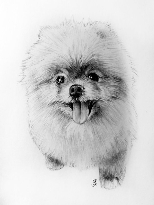 померанский шпиц