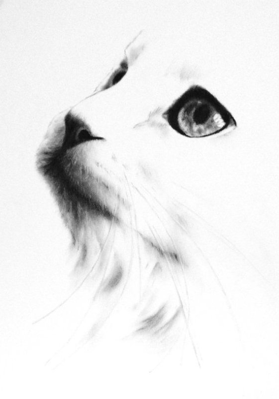 Белая кошка рисунок