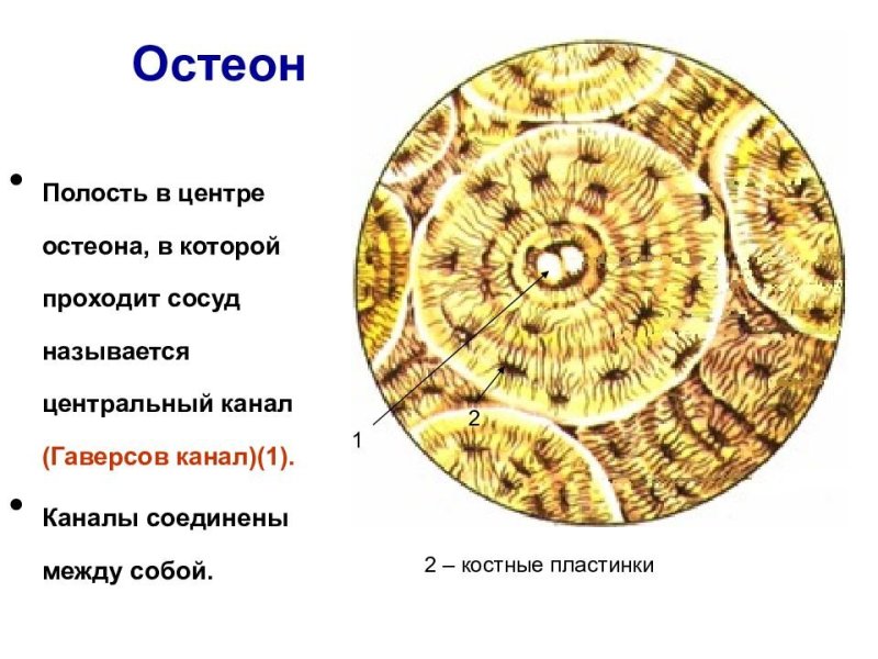Строение кости Остеон