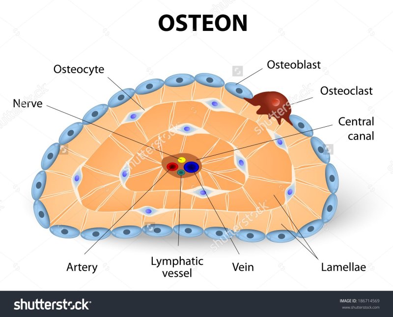 Строение остеона