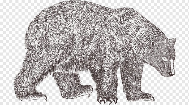 Медведь рисунок