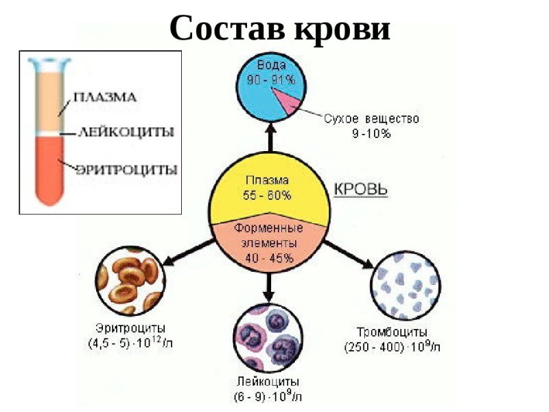 кровь форменные элементы