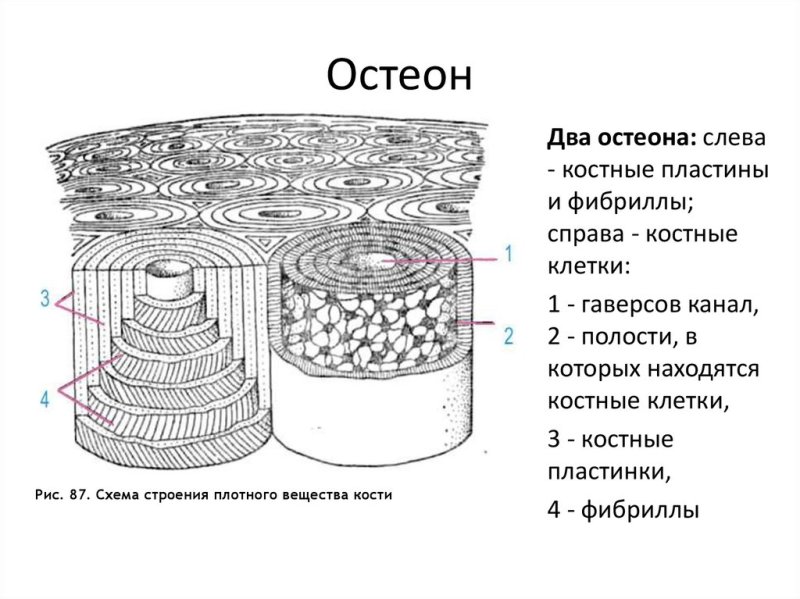 Схема строения остеона. Рисунок