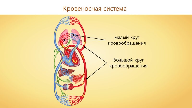 Схема большого и малого круга кровообращения