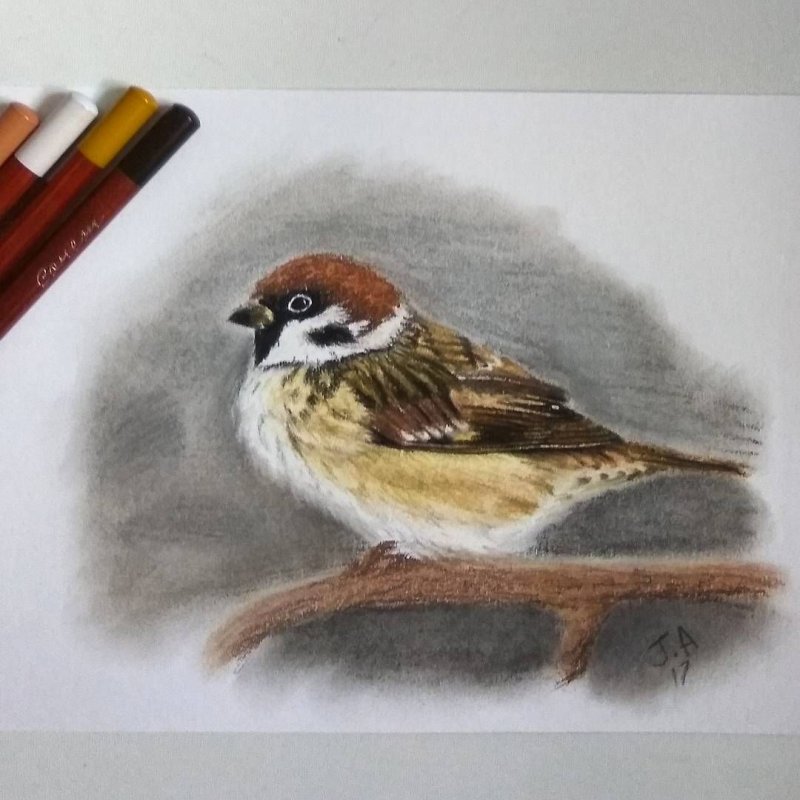 воробей пастелью