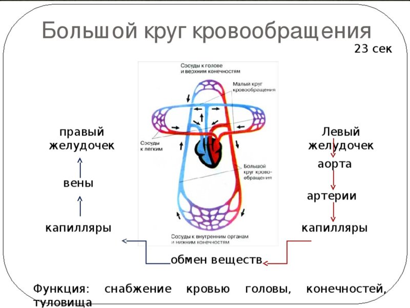 Схема малого круга кровообращения