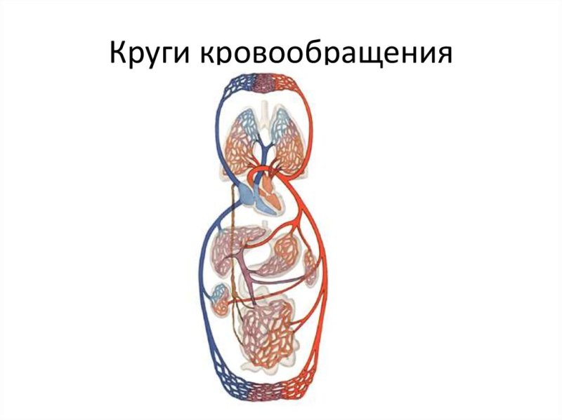 Схема малого круга кровообращения схема