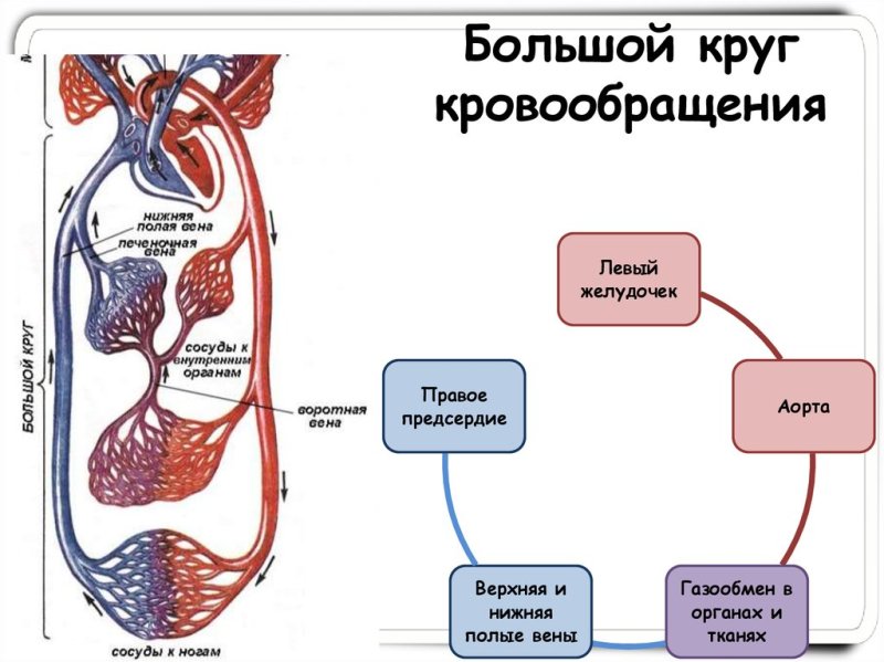 Движение крови малый и большой круг кровообращения человека схема