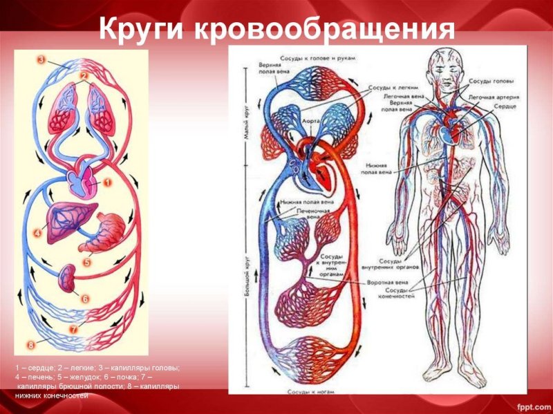 Схема малого круга кровообращения со стрелочками