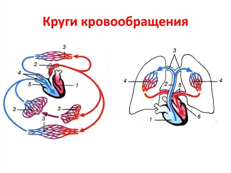 Схема малого круга кровообращения рисунок