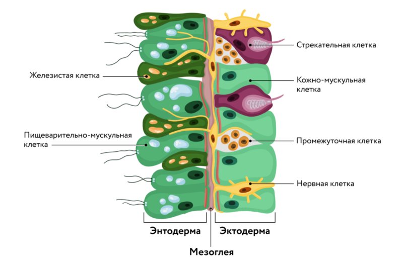 Стенки тела гидры состоят