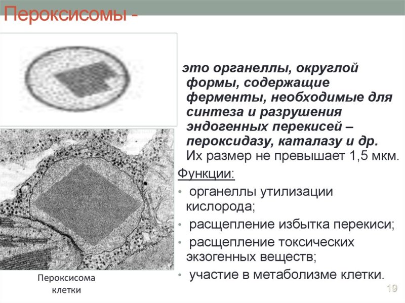 Строение клетки пероксисомы