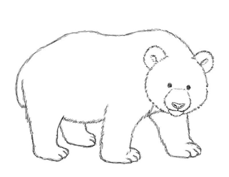 Медведь рисунок карандашом