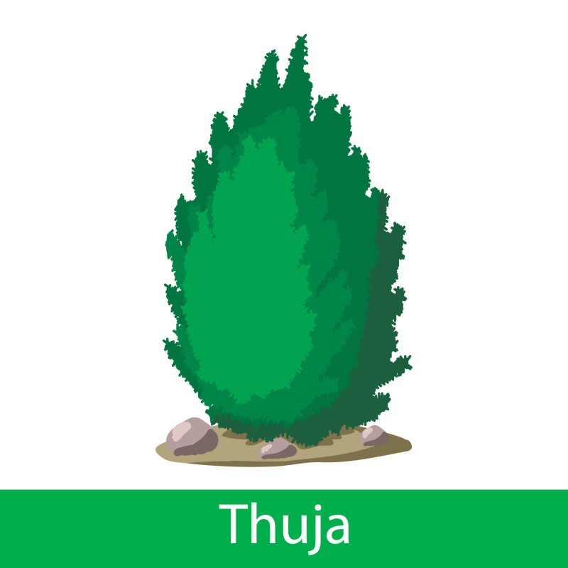 Туя рисунок для детей