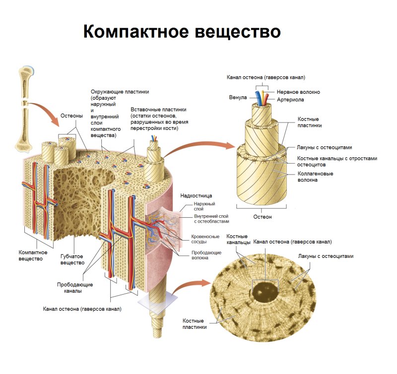 Костная ткань гаверсов канал