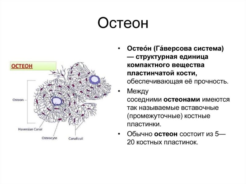 Структура кости Остеон