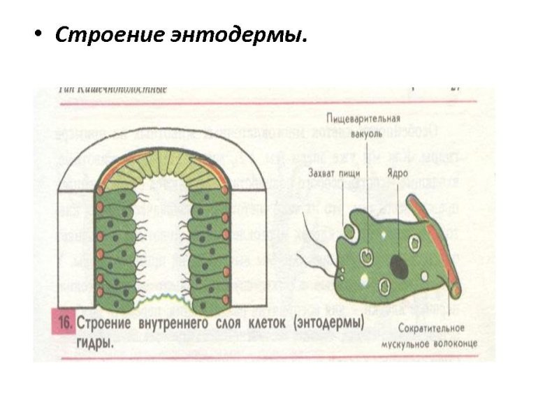 Клетки энтодерма у гидры рисунок
