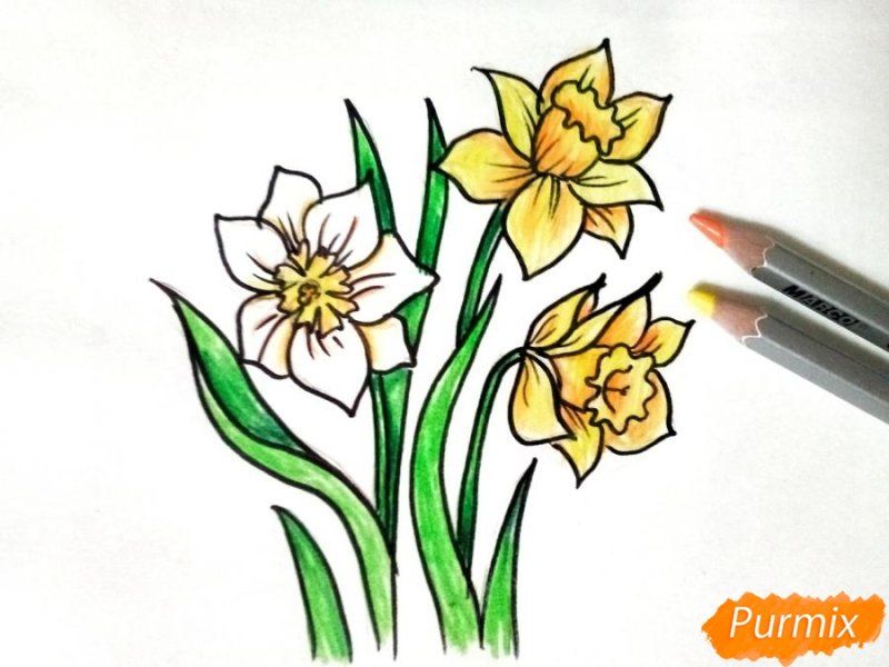 нарцисс рисунок карандашом