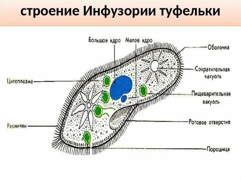 Структура клетки инфузории туфельки