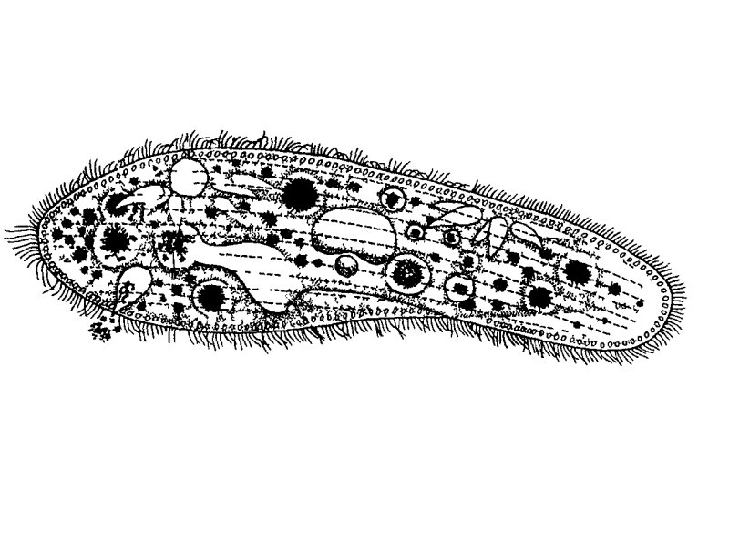 Инфузория туфелька Paramecium caudatum