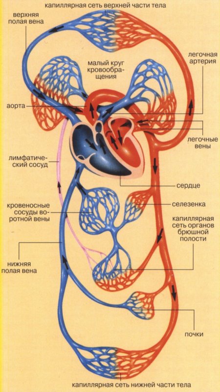 Круги кровообращения человека схема