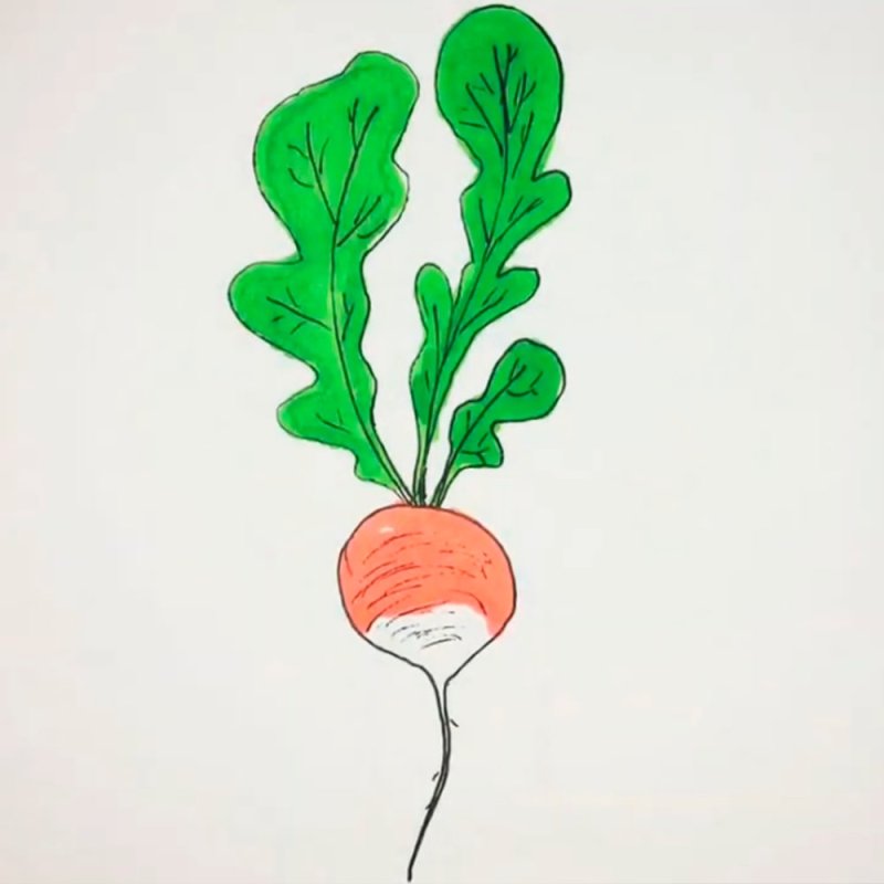 Рисунок редиса карандашом лёгкий