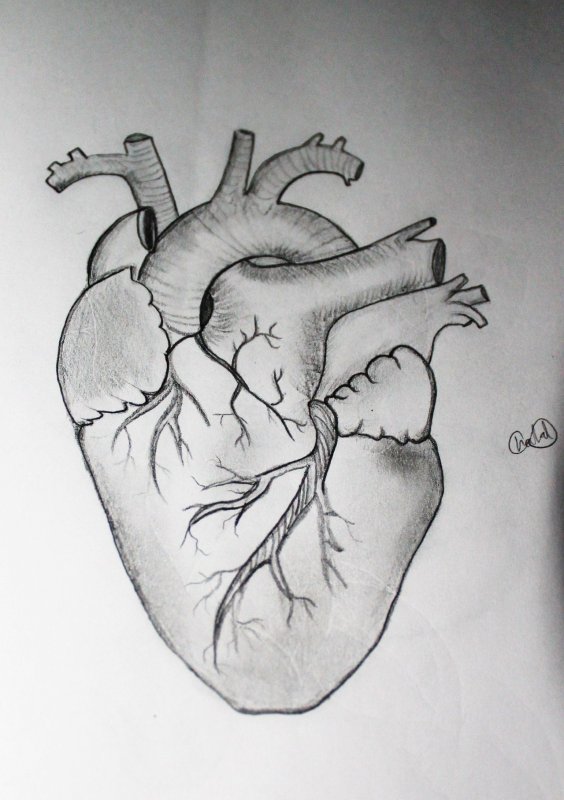 рисунок сердца человека карандашом